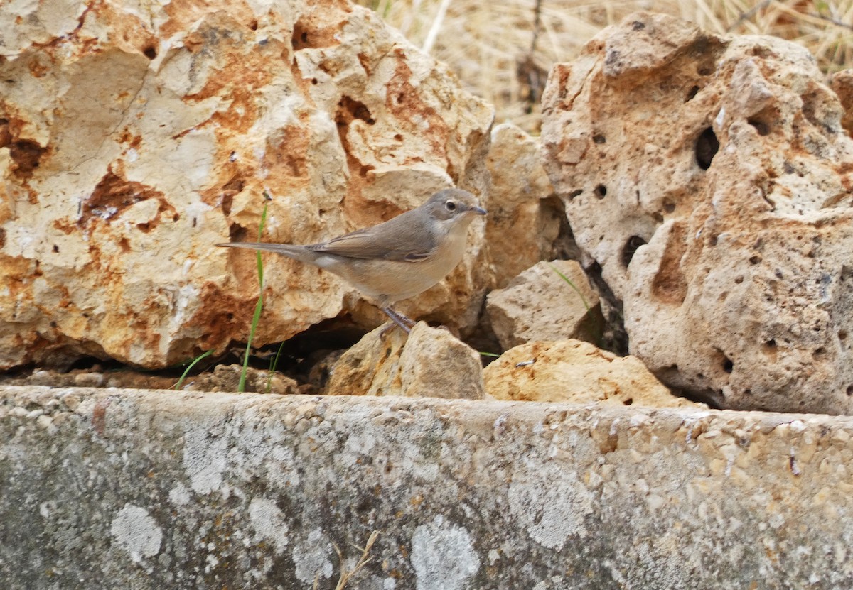 Western Subalpine Warbler - ML483805361
