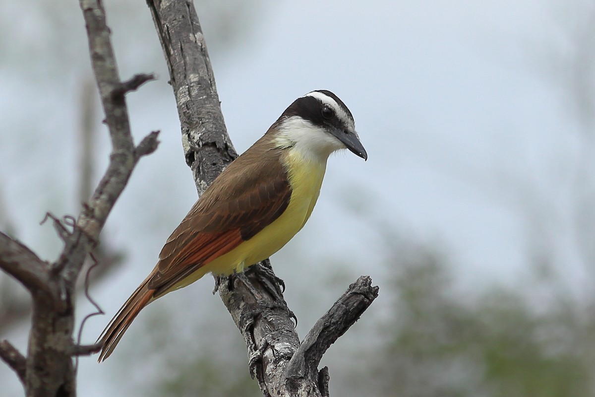 Great Kiskadee - James McKenzie