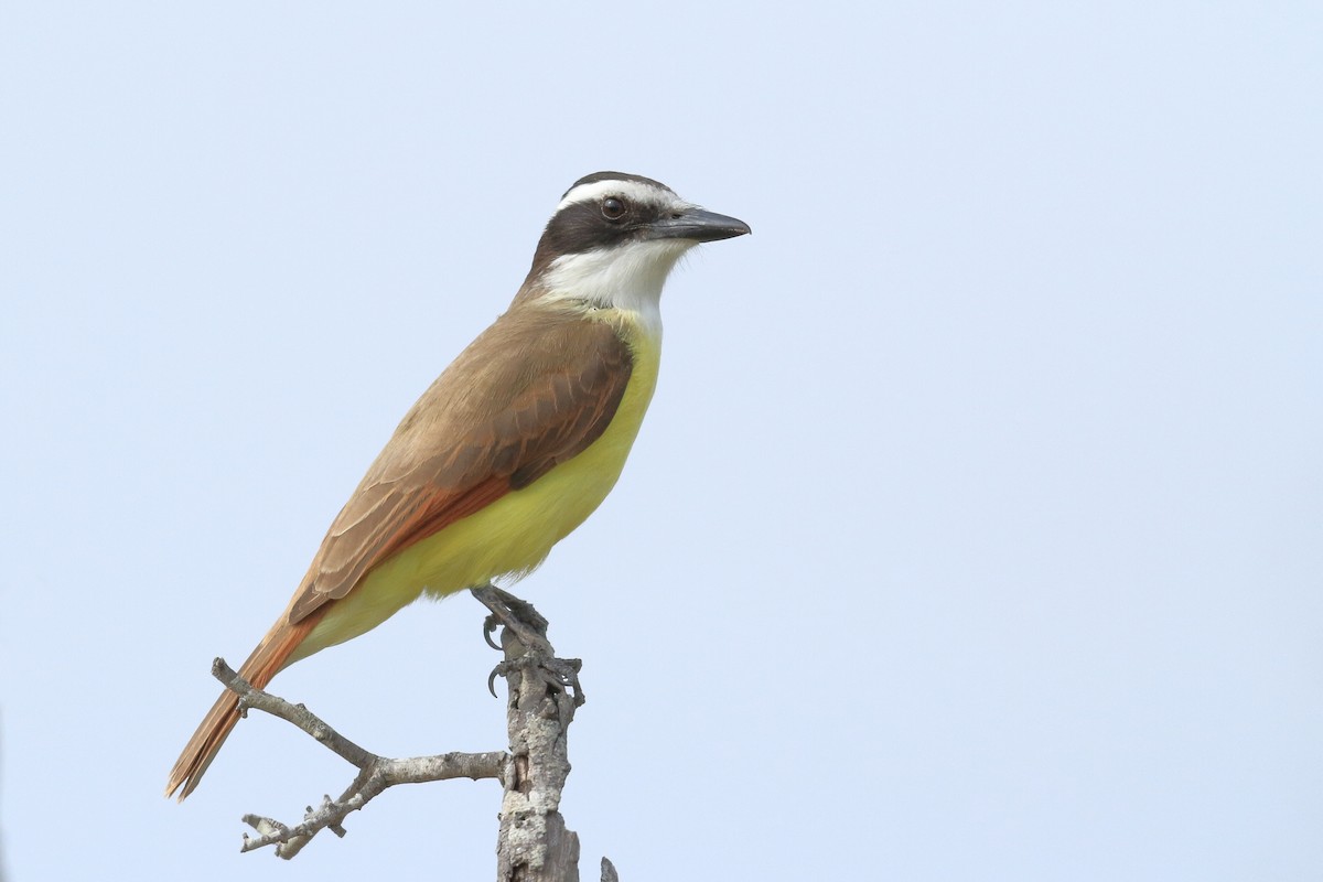 Great Kiskadee - ML483805711