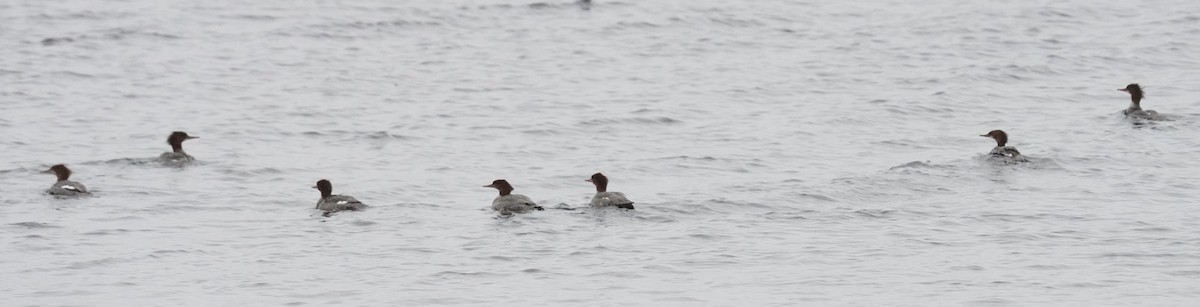 Common Merganser - ML483806051