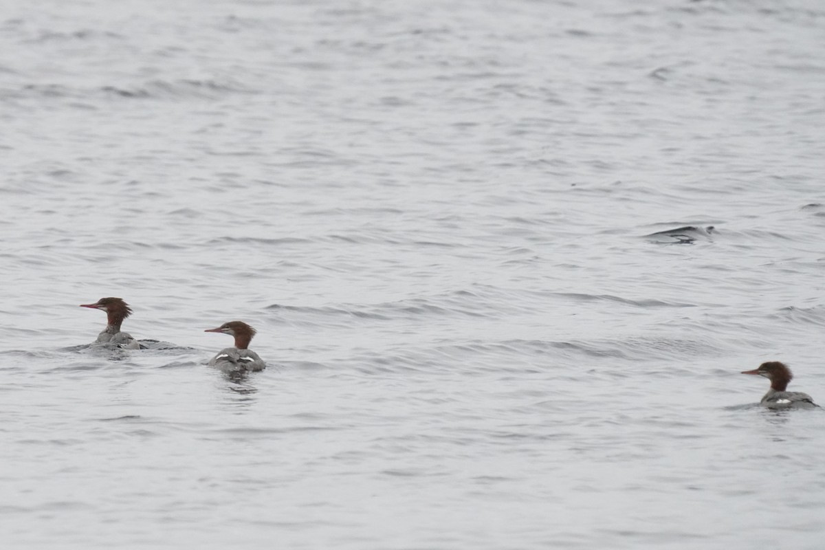 Common Merganser - ML483806061