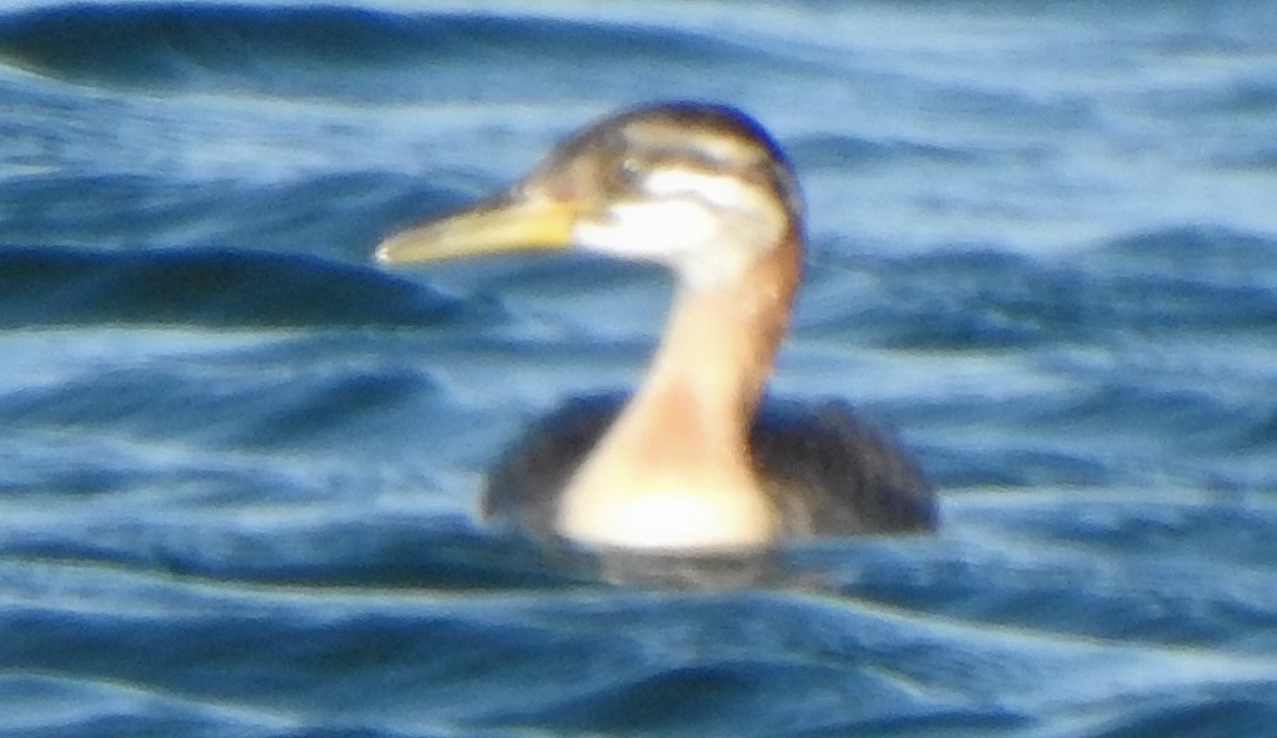 Red-necked Grebe - Richard Klauke