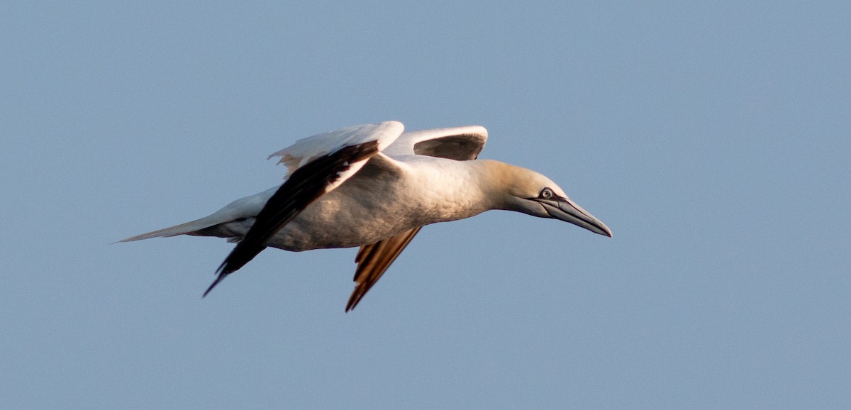 Northern Gannet - Ian Carlsen