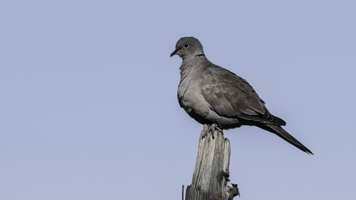 Eurasian Collared-Dove - ML483809141