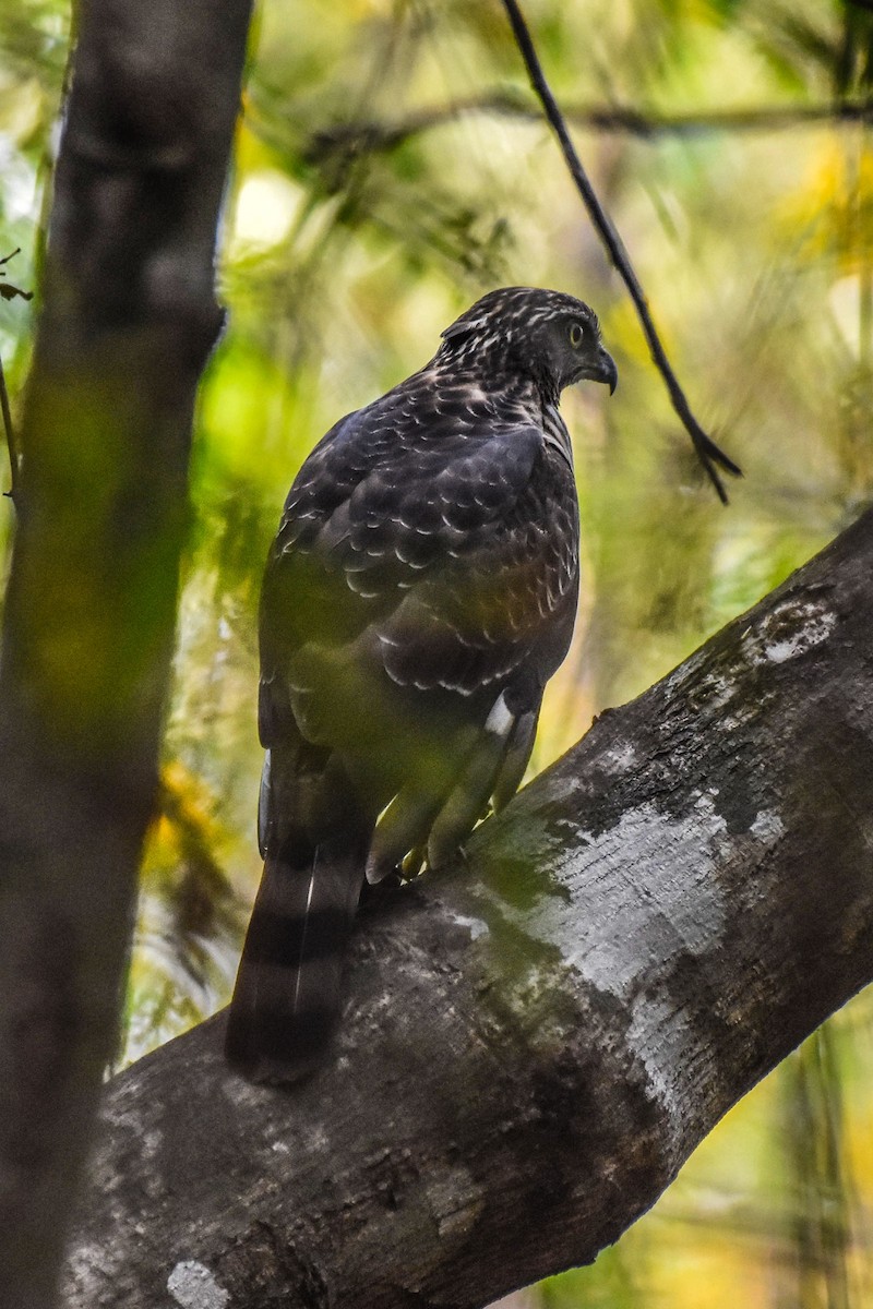 Crested Goshawk - ML48380951