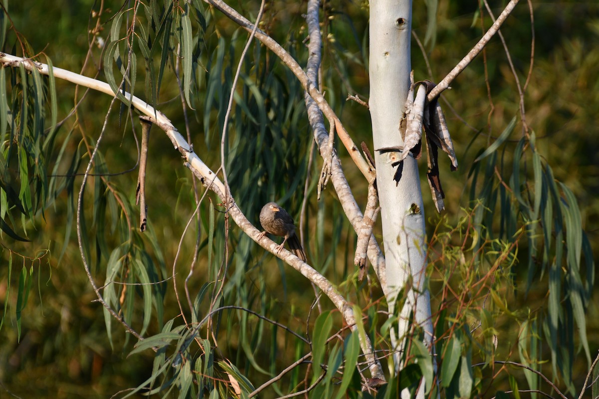 Jungle Babbler - ML483809531