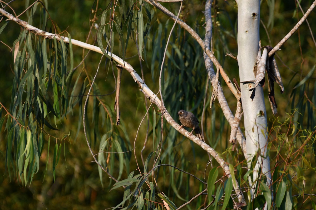 Jungle Babbler - ML483809551
