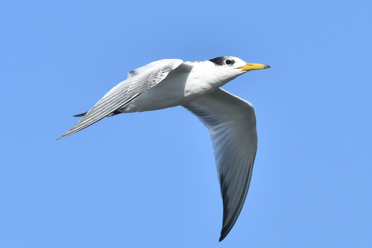 黑嘴端鳳頭燕鷗 - ML483810851