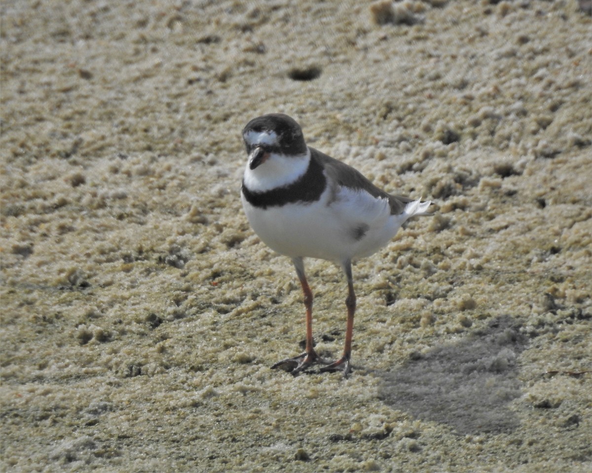 Semipalmated Plover - ML483811571
