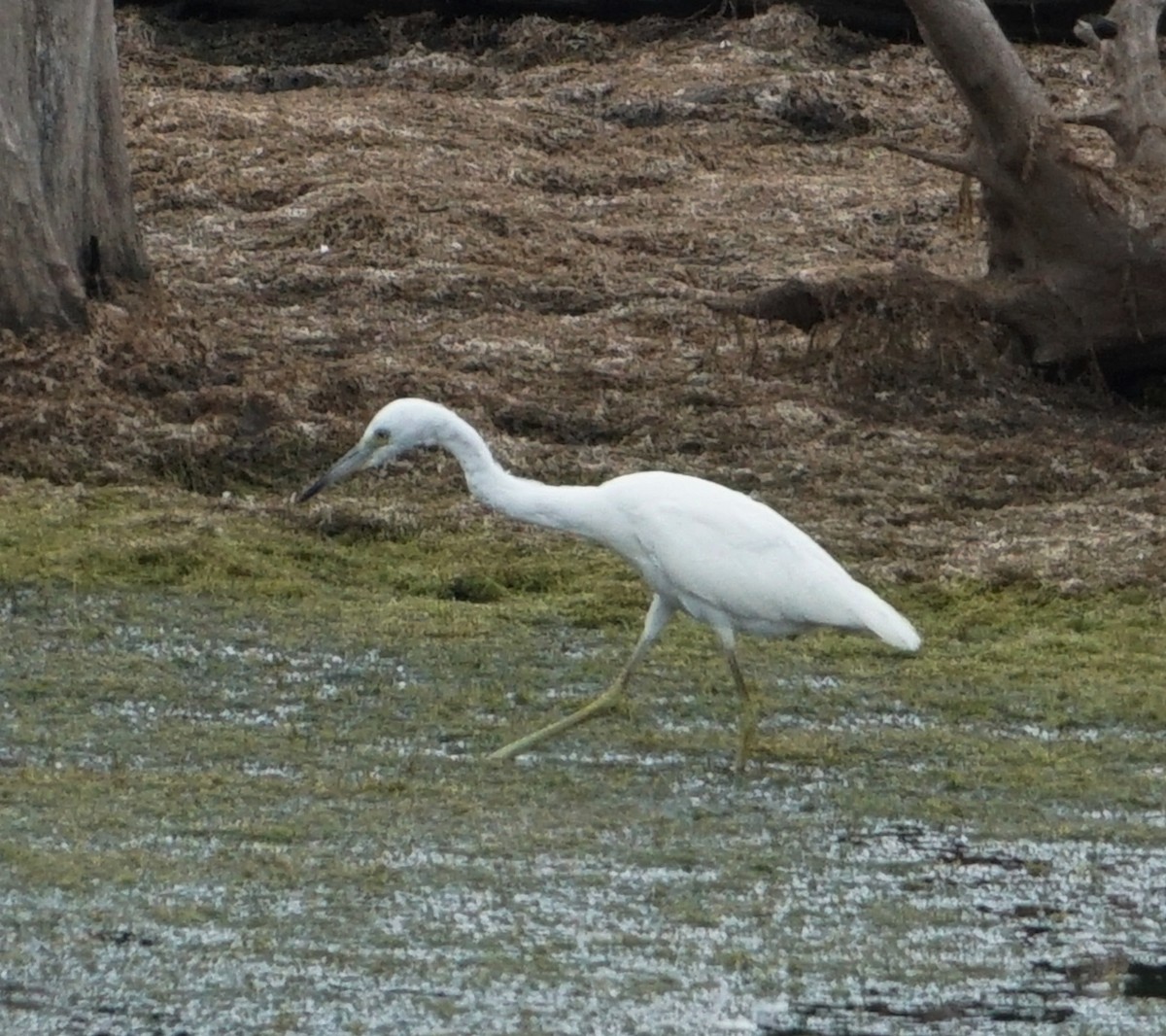 Little Blue Heron - ML483811721