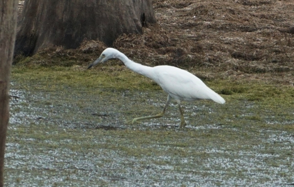 Little Blue Heron - Melody Ragle