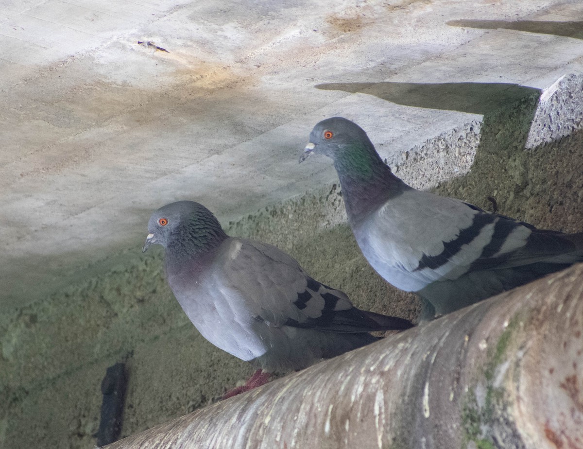 Rock Pigeon (Feral Pigeon) - ML483812111