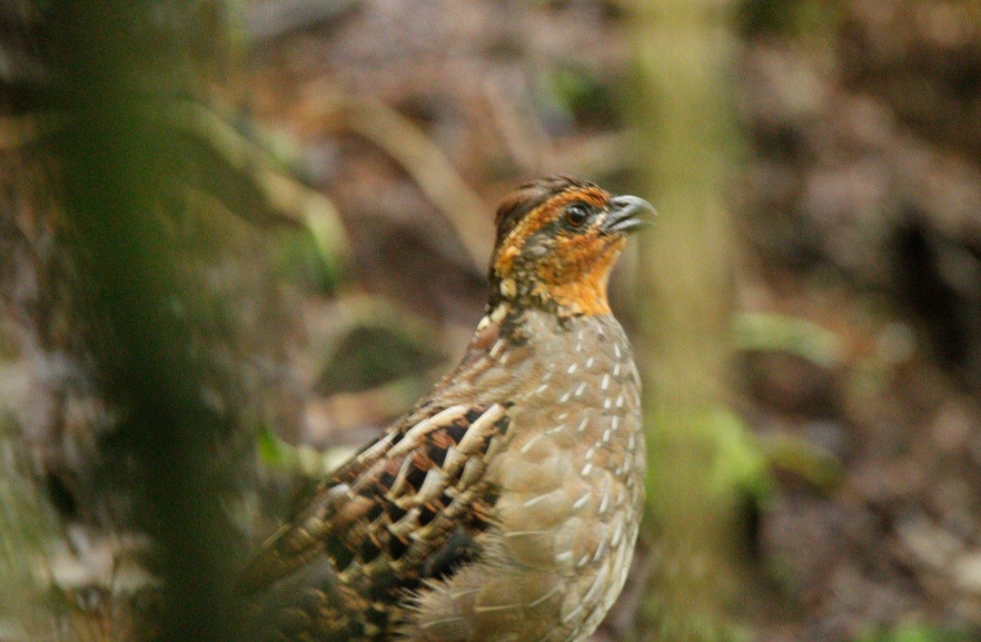 Singing Quail - Roberto Jeronimo