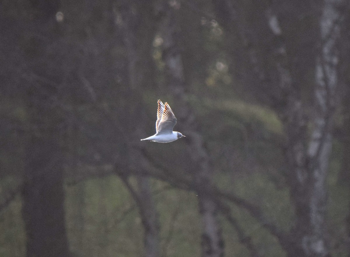 Mouette rieuse - ML483815941