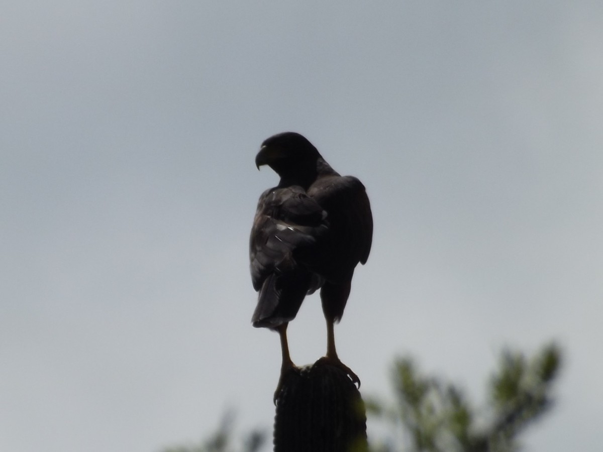 hawk sp. - ML483816581