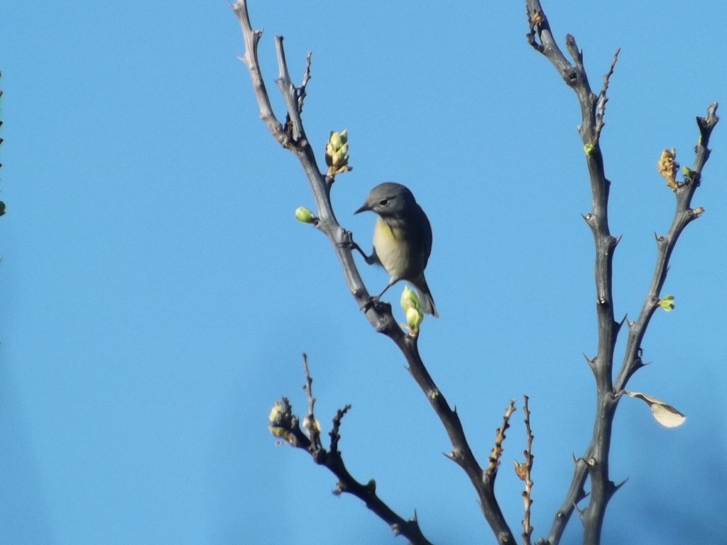 new world warbler sp. - ML483817291