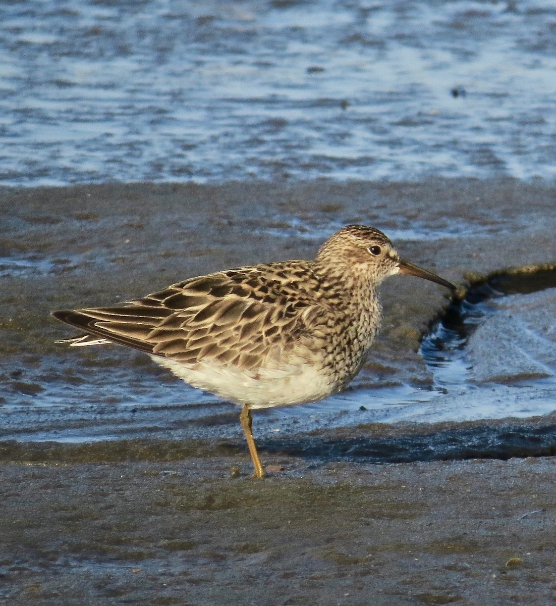 Bécasseau à poitrine cendrée - ML483818061