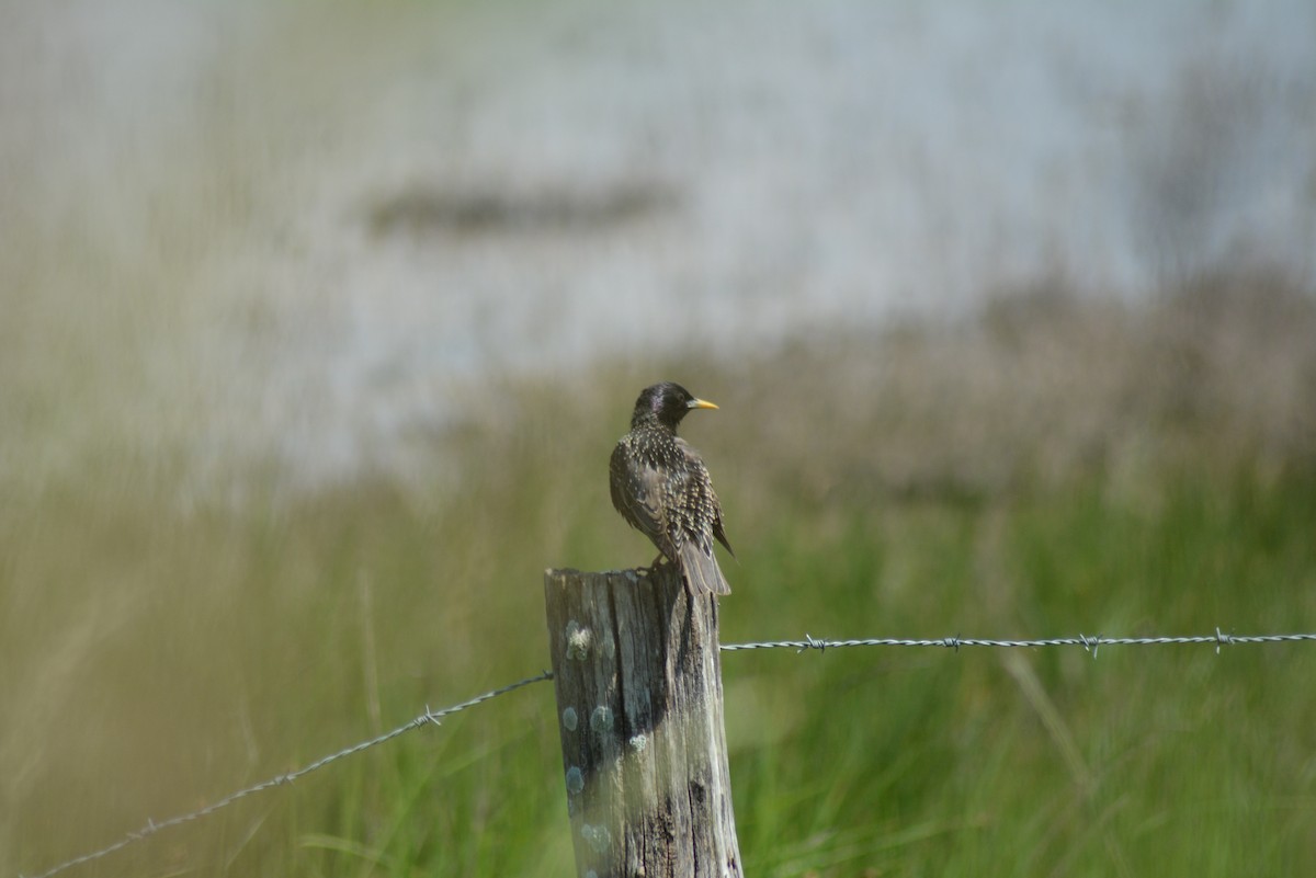 European Starling - ML483818271