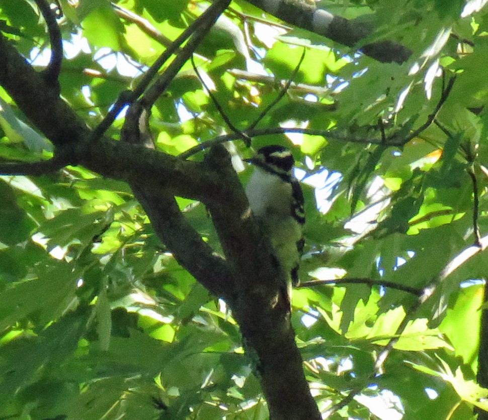 Downy Woodpecker - ML483819391