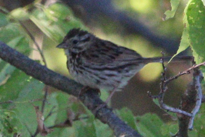 Song Sparrow - ML483820081