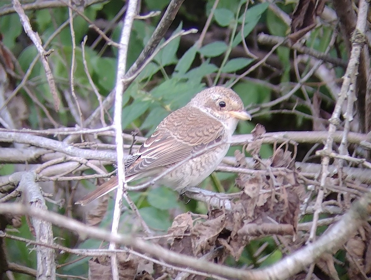 Red-backed Shrike - ML483820241