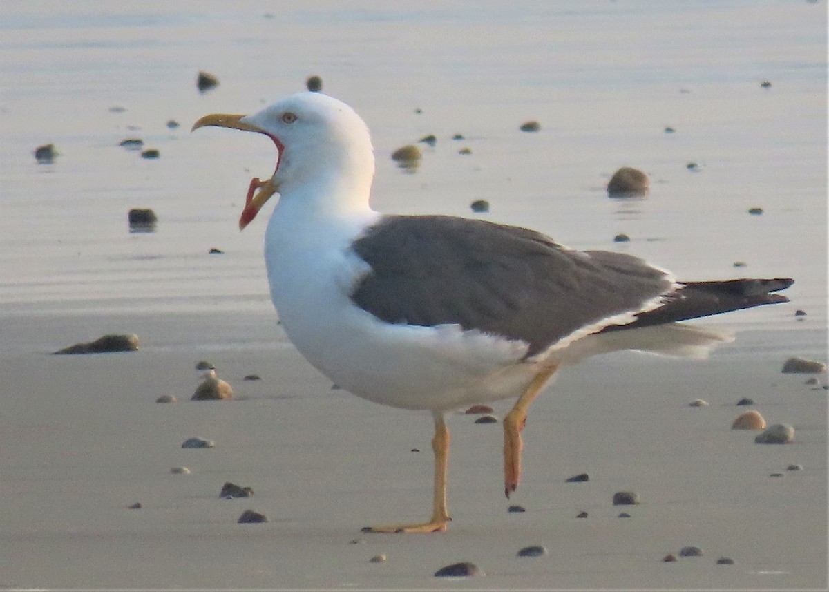 Lesser Black-backed Gull - ML483820291