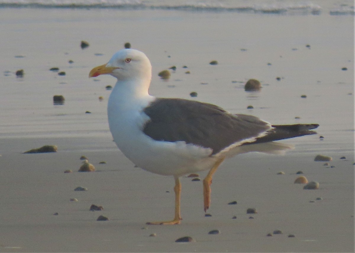 Gaviota Sombría - ML483820301