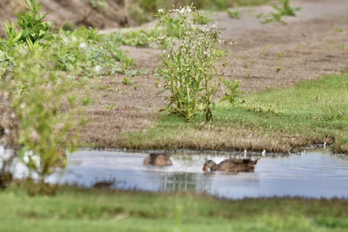 綠頭鴨 - ML483820641