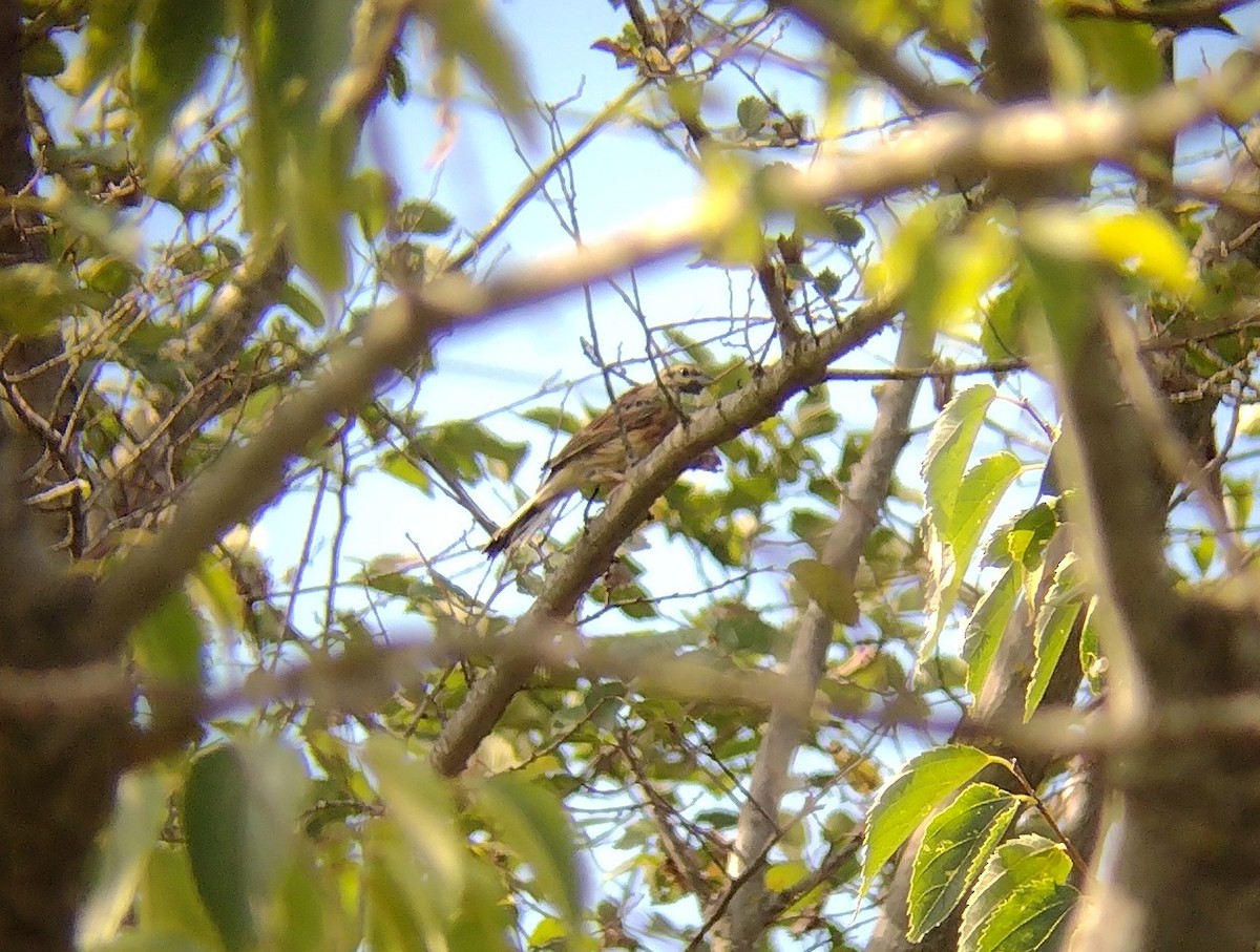 Cirl Bunting - ML483820701