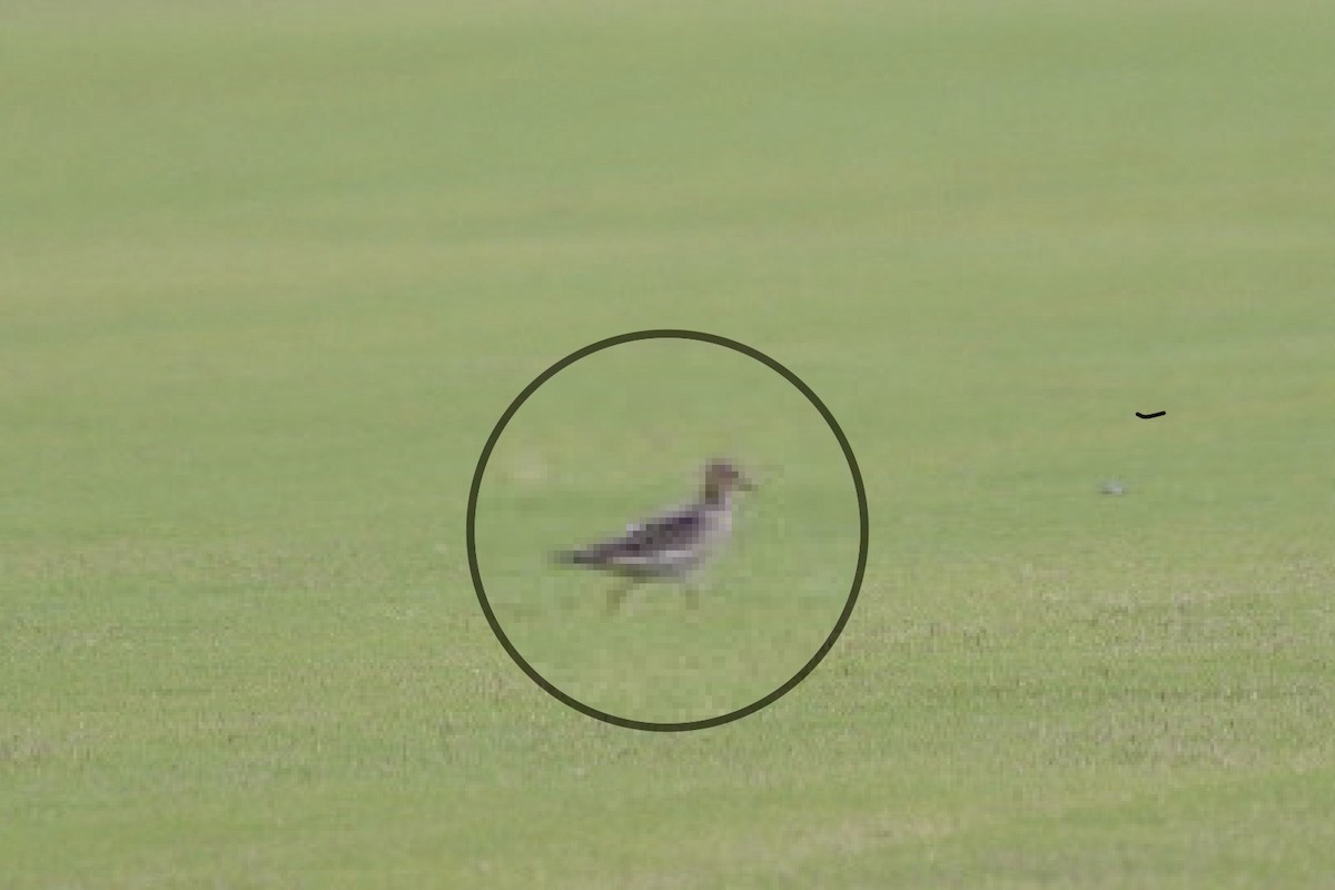 Buff-breasted Sandpiper - Harold Donnelly