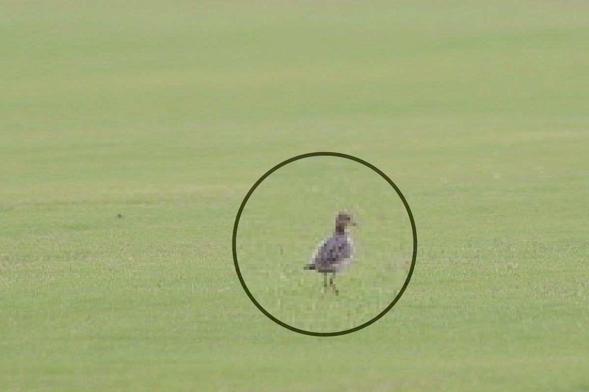 Buff-breasted Sandpiper - Harold Donnelly