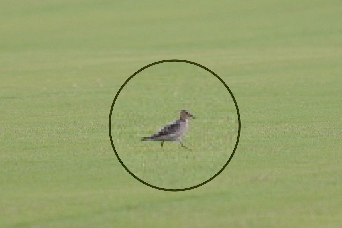 Buff-breasted Sandpiper - ML483820831