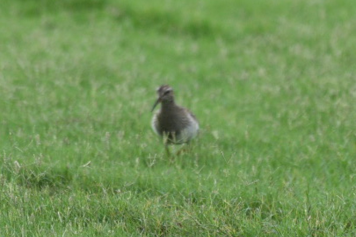 Pectoral Sandpiper - Harold Donnelly