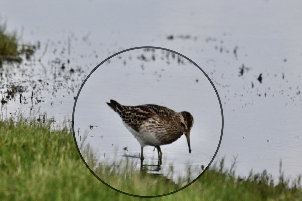 Pectoral Sandpiper - ML483820941