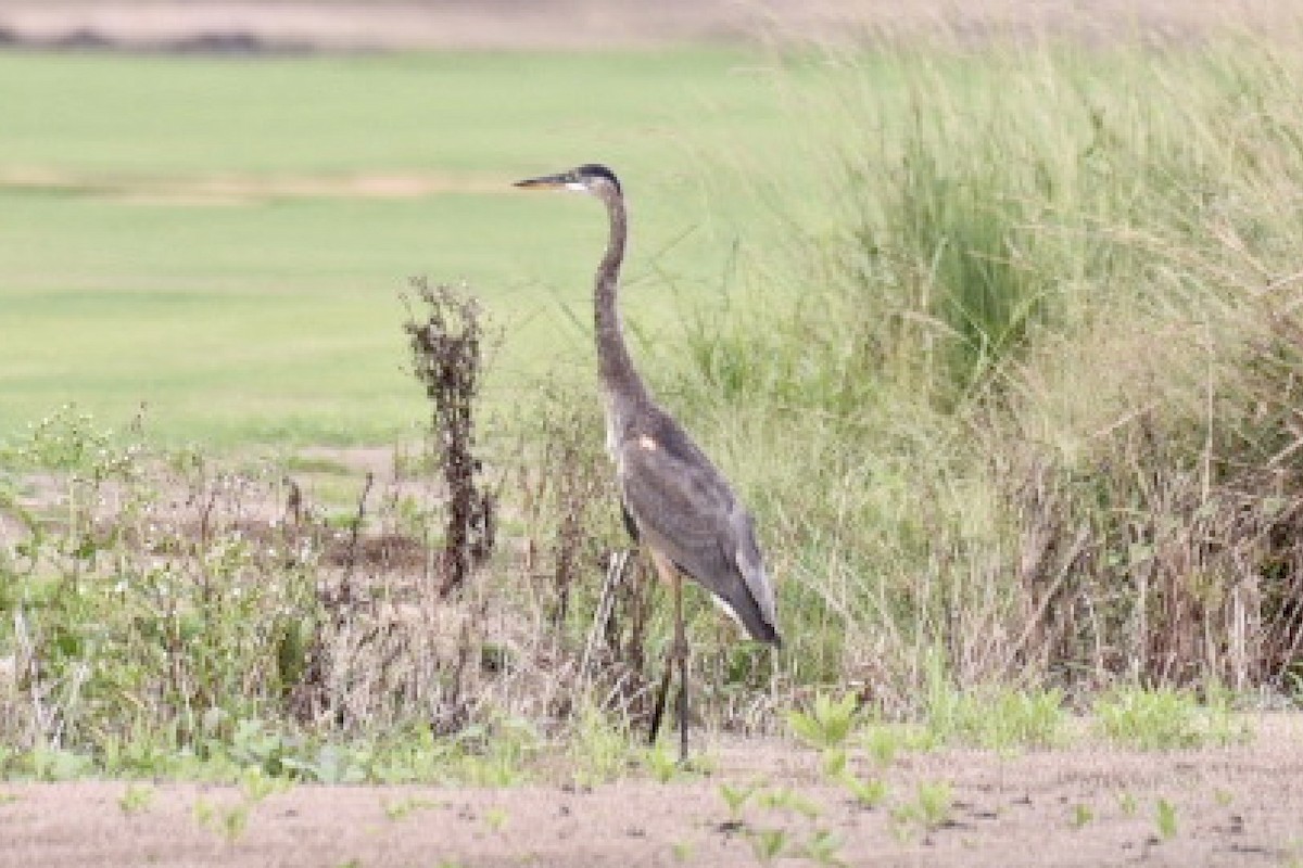 Garza Azulada - ML483821061