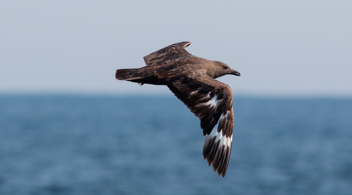 South Polar Skua - ML483821331