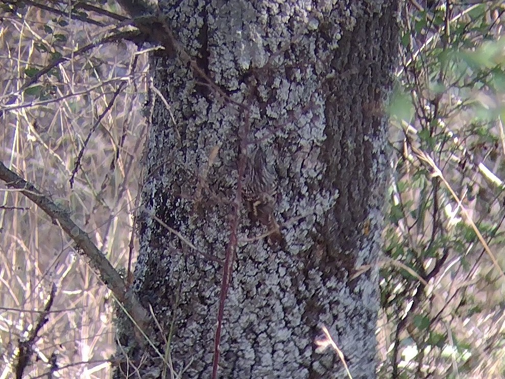 Short-toed Treecreeper - ML483822191