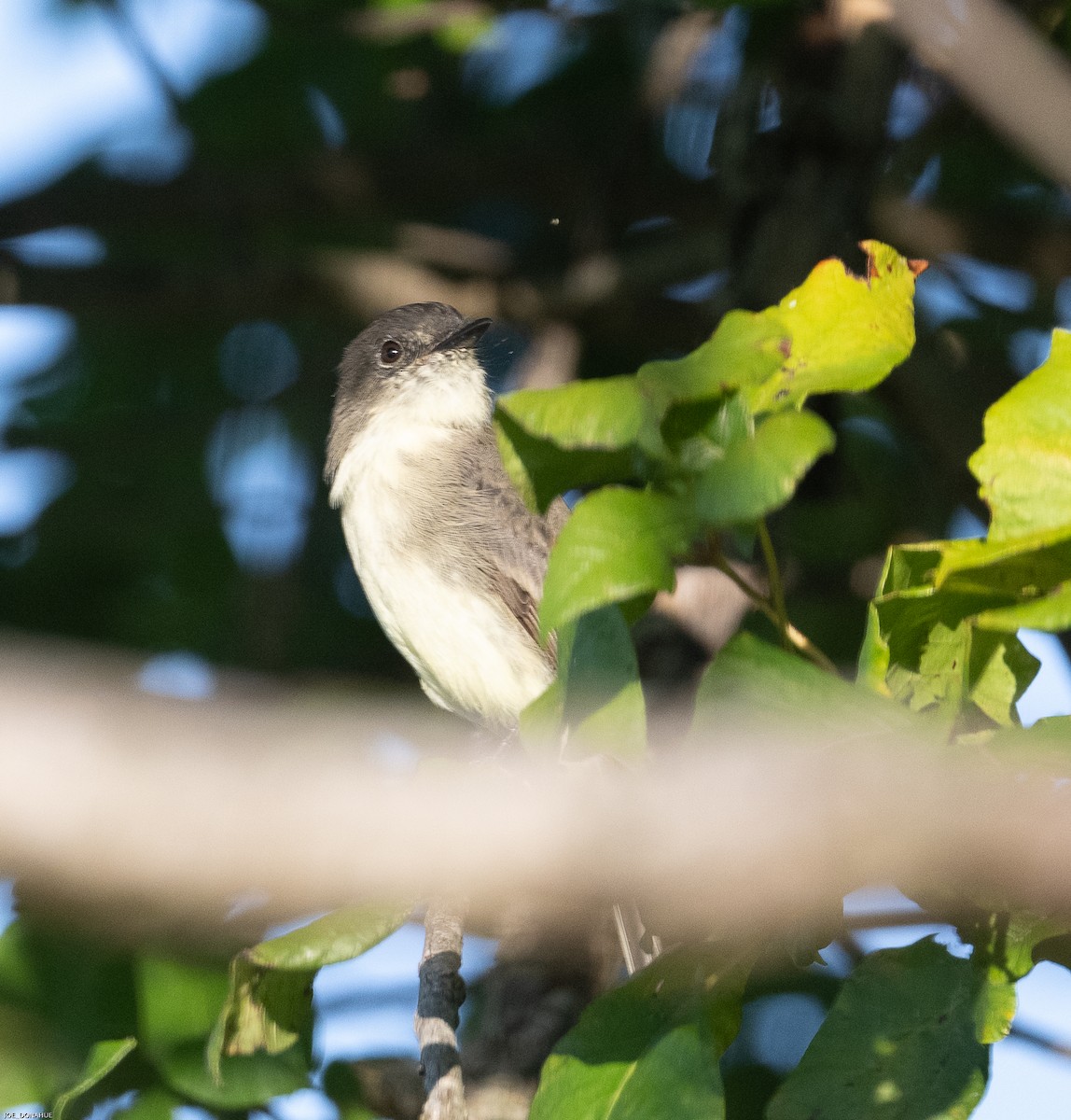 Eastern Phoebe - ML483822381