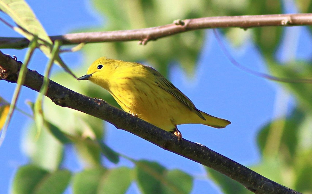 Yellow Warbler - ML483823231