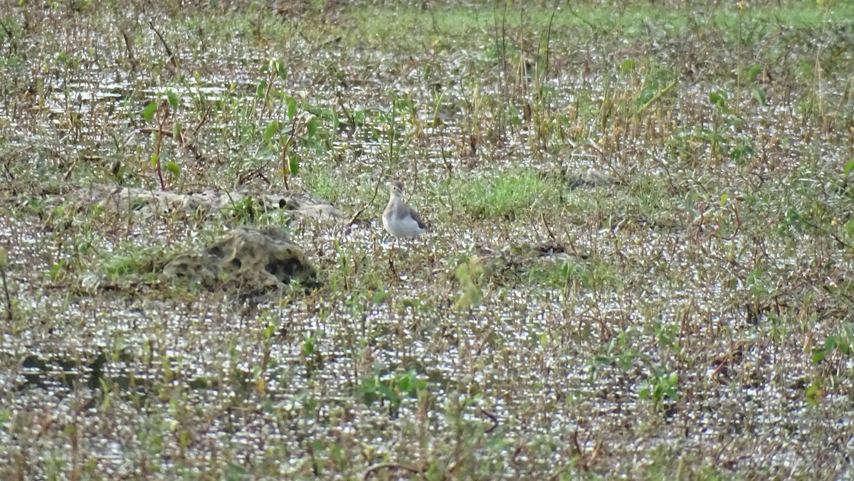 Solitary Sandpiper - ML483826401