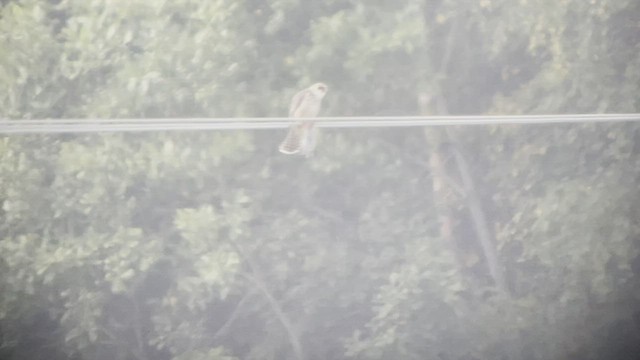 Red-footed Falcon - ML483827391