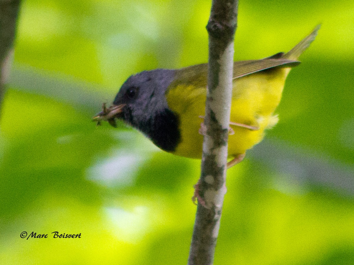 Mourning Warbler - Marc Boisvert