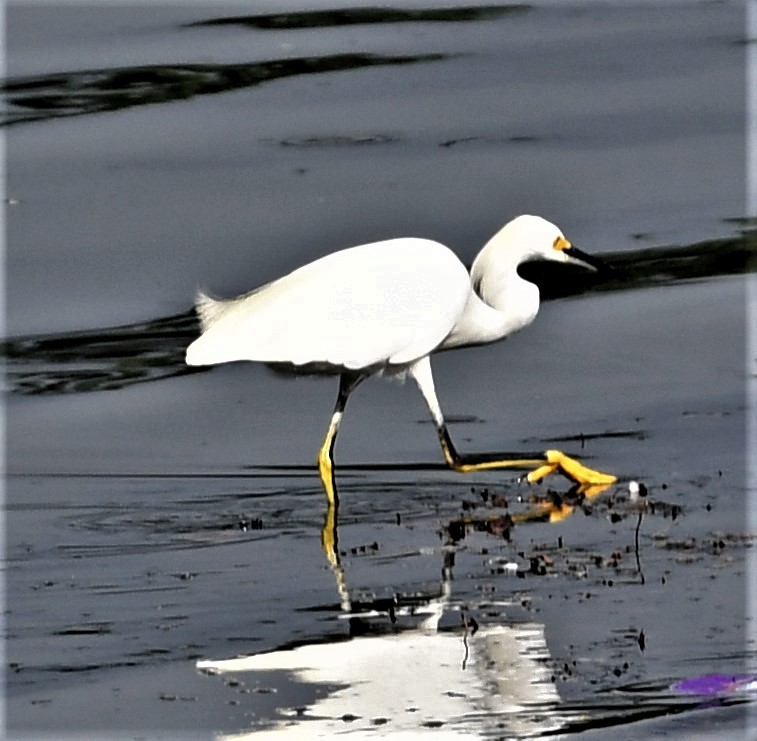 Snowy Egret - ML483828981