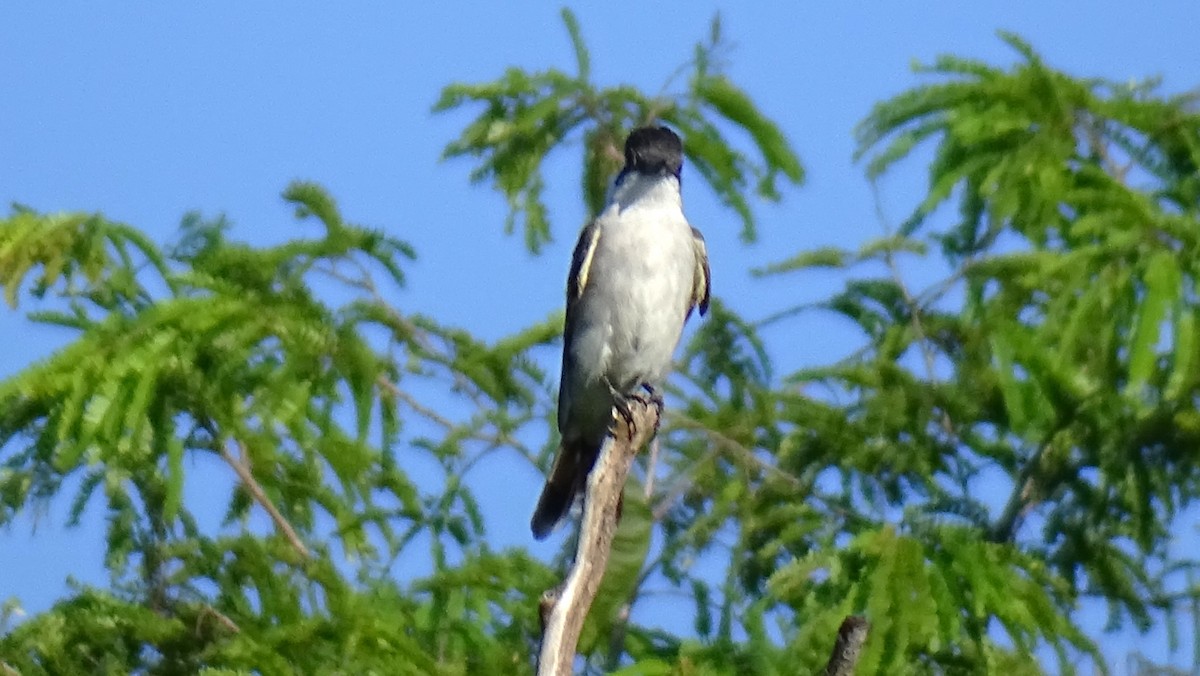 Loggerhead Kingbird - Hoatzin Aname