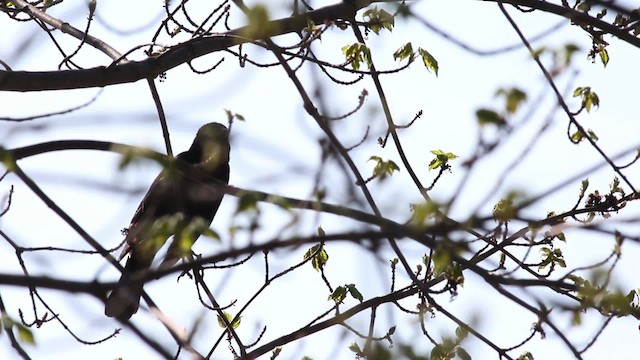 Red-winged Blackbird (Red-winged) - ML483829