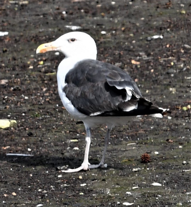 Great Black-backed Gull - ML483829591