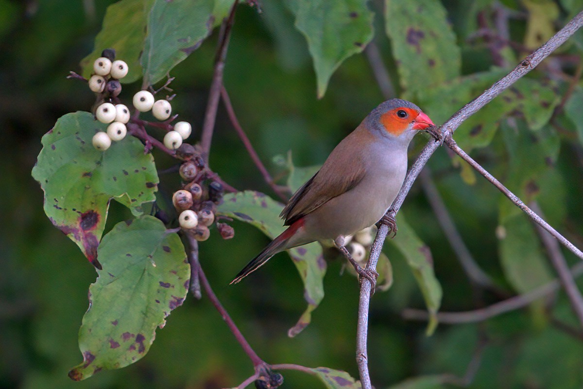 Orange-cheeked Waxbill - ML483829641