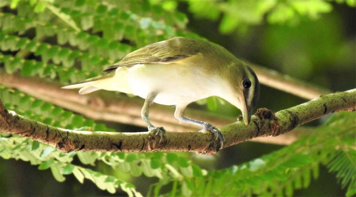 Red-eyed Vireo - david gabay