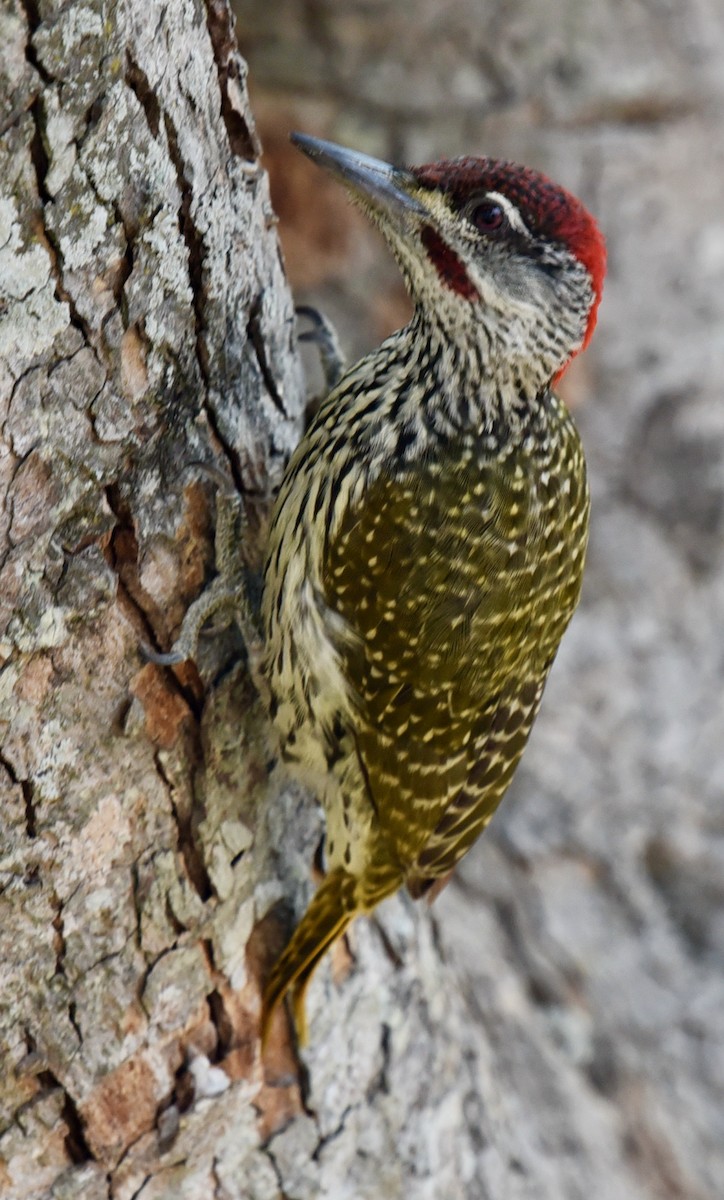 Golden-tailed Woodpecker - ML483832731