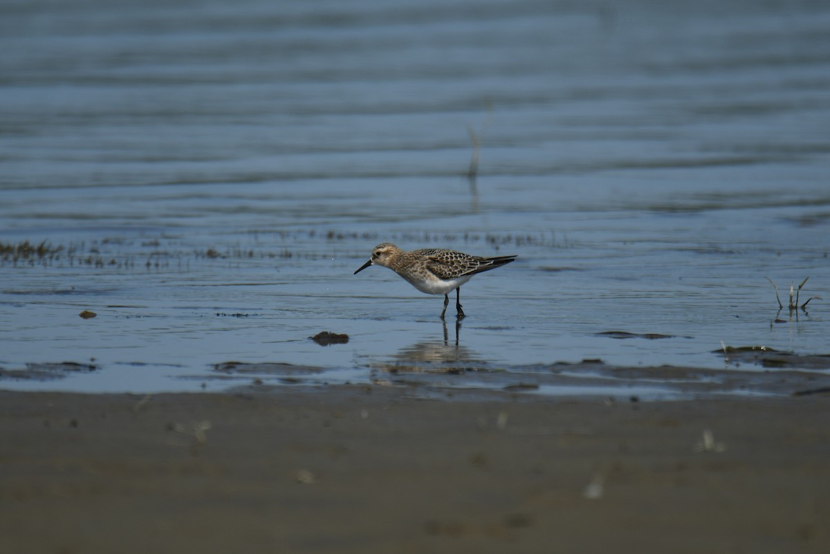 Baird's Sandpiper - ML483832911